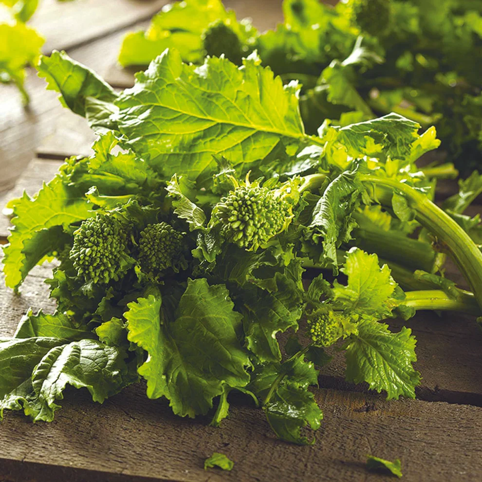 Broccoli van Sessantina Ferme de Sainte Marthe