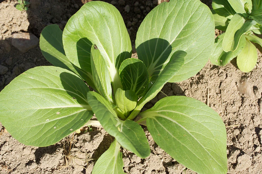 Pak Choi Tai Sai Ferme de Sainte Marthe