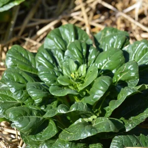 Tatsoi Ferme de Sainte Marthe