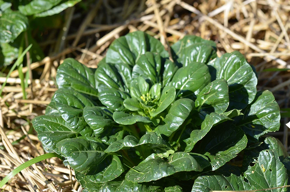Tatsoi Ferme de Sainte Marthe