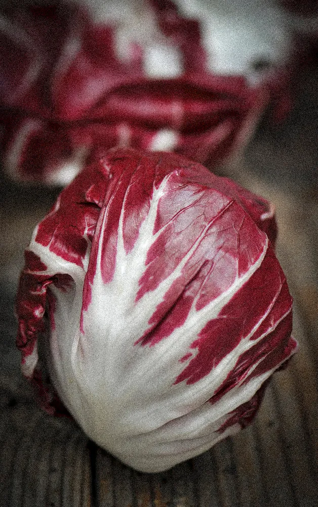 Witlof Palla Rossa Ferme de Sainte Marthe