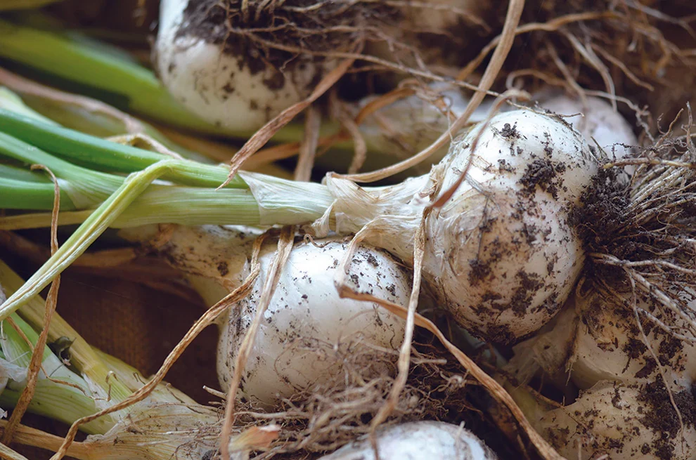 Witte Lissabonse lente-ui Ferme de Sainte Marthe